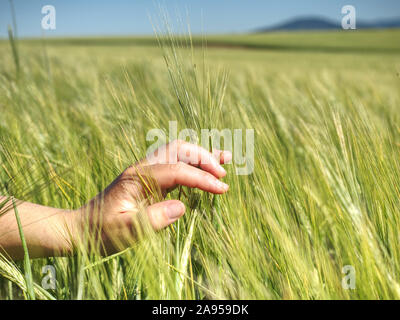 Spikelets di giallo verde orzo nelle mani in estate nel campo Foto Stock
