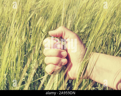 Coltivatore di piante di controllo in campo per la stima del raccolto. Campo di orzo verde spikelets, raccolta di futuro gustosa. Agricoltura Industria Foto Stock
