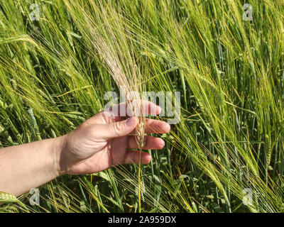 Big Man mano mais in campo. Verde giovane di frumento o orzo calli che cresce in un campo Foto Stock
