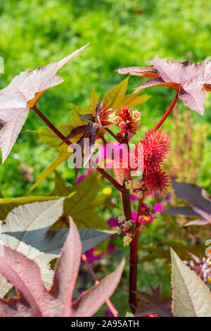 Ricinus communis della famiglia Euphorbiaceae rosso brillante frutti e foglie intagliato. I semi della pianta dare ricini oleum. Ricinus è una rapida crescita Foto Stock