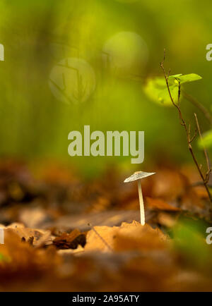 Lepre è piede Inkcap (Coprinopsis lagopus). Un piccolo fungo trovato sul pavimento del bosco nel Kent. Foto Stock