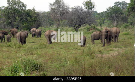 Elefanti, Wildlife Safari in Jeep, Kaudulla National Park, Sri Lanka Foto Stock