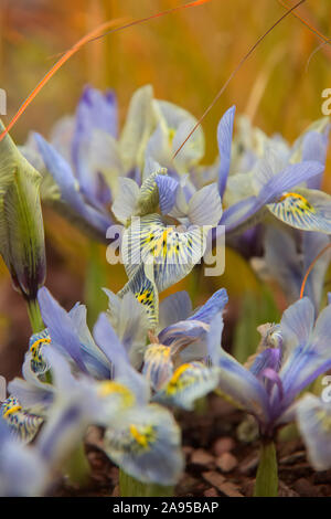 Iris "Katharine Hodgkin' (Reticulata) AGM a gennaio Foto Stock