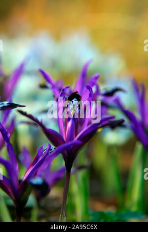 Iris reticulata Foto Stock