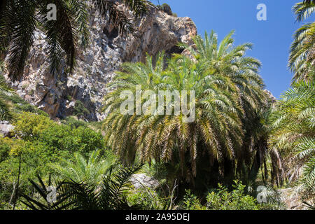 Preveli, Rethymno, Creta, Grecia. La foresta di palme sotto le scogliere aspre nella gola di Kourtaliotiko. Foto Stock