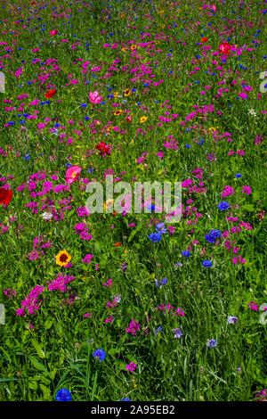 Prato di fiori selvaggi, immagine di sfondo, Quebec, Canada Foto Stock