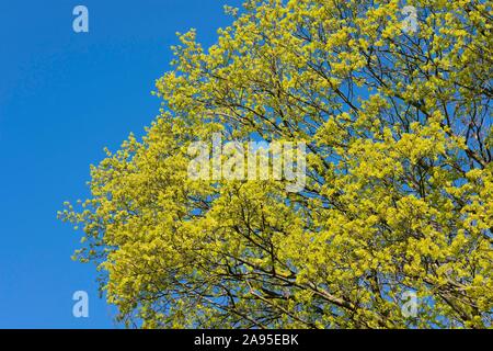 Norvegia (acero Acer platanoides), fioritura, Turingia, Germania Foto Stock