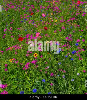 Prato di fiori selvaggi, immagine di sfondo, Quebec, Canada Foto Stock