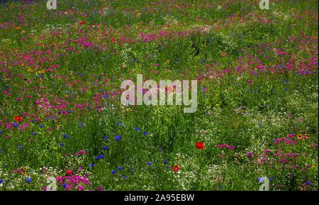 Prato di fiori selvaggi, immagine di sfondo, Quebec, Canada Foto Stock