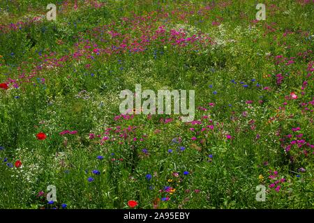 Prato di fiori selvaggi, immagine di sfondo, Quebec, Canada Foto Stock