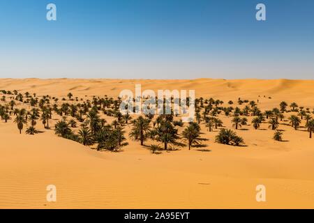 Il Palm Grove in sanddunes, nei pressi di Timimoun, western Algeria Algeria Foto Stock