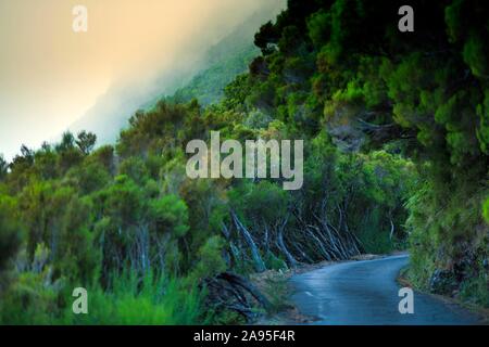 Strada industriale a Cas fare Rabacal nella foresta laurel Laurisilva nell'Rabacal riserva naturale, l'isola di Madeira, Portogallo Foto Stock