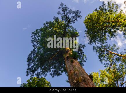 Cryptomeria japonica (Cryptomeria japonica), albero dal di sotto, Nikko, Giappone Foto Stock