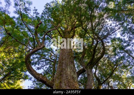 Cryptomeria japonica (Cryptomeria japonica), albero dal di sotto, Nikko, Giappone Foto Stock