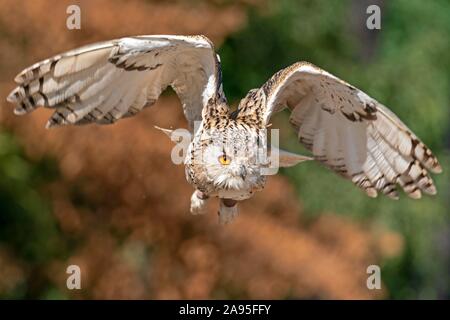 Siberian gufo reale (Bubo bubo sibiricus) battenti, Germania Foto Stock