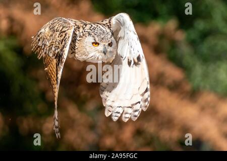 Siberian gufo reale (Bubo bubo sibiricus) battenti, Germania Foto Stock