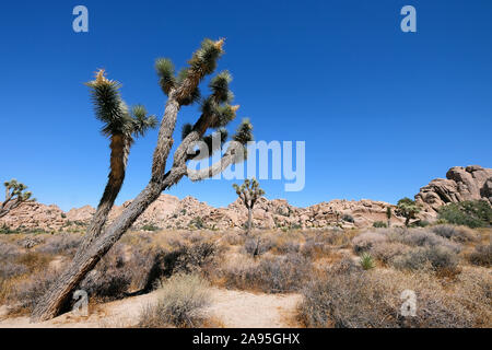 Joshua Tree National Park, California, Stati Uniti d'America Foto Stock