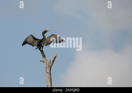 Grande o bianco-breasted, cormorano Phalacrocorax carbo lucidus arroccato su albero morto ramo, Lake Naivasha, Kenya Foto Stock