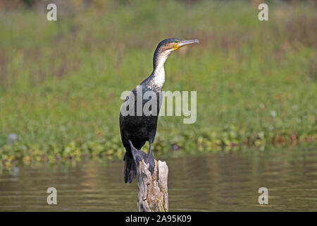 Grande o bianco-breasted, cormorano Phalacrocorax carbo lucidus arroccato su albero morto ramo, Lake Naivasha, Kenya Foto Stock