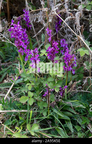 Gruppo di primi viola orchidee in fiore, Orchis mascula, Crich, Peak District, REGNO UNITO Foto Stock
