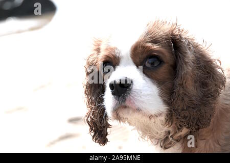 Cavalier King Charles Spaniel cane Foto Stock