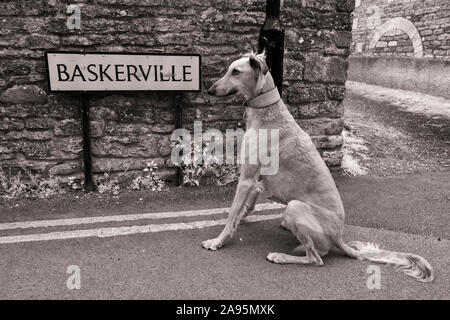 Un cane lurcher seduto accanto a un cartello stradale per Baskerville nella città mercato di Malmesbury - ricorda la Sherlock Holmes storia. Foto Stock
