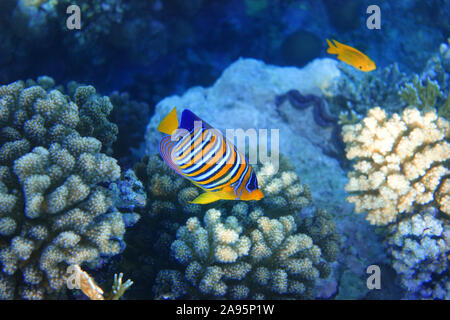 Pesce tropicale nell'oceano. Royal Angelfish con alette giallo, arancione, bianco e strisce blu vicino alla barriera corallina. Foto Stock