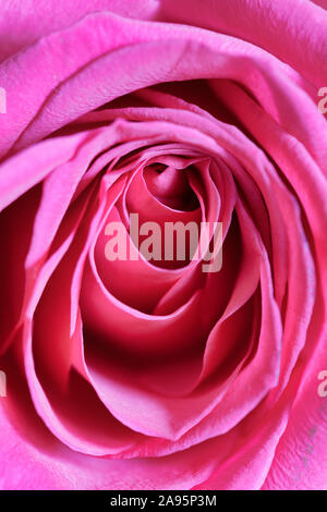 Close up dei petali di rosa rosa Foto Stock