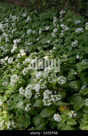 Aglio selvatico o Ramsons in fiore, Allium ursinum, roadsie verga, Peak District, REGNO UNITO Foto Stock