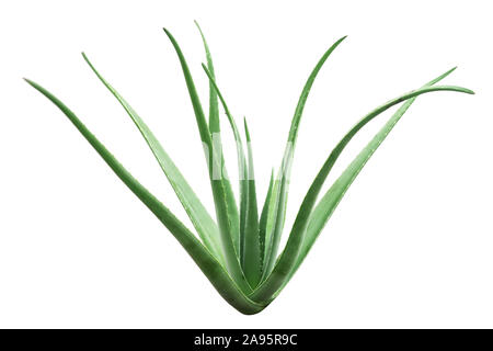 Aloe vera impianto isolato su sfondo bianco, a piena lunghezza. Foto Stock