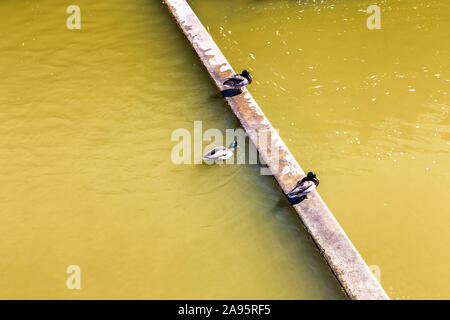 Tre le anatre domestiche in appoggio nello stagno con acqua verde Foto Stock