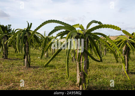 Pitahaya o Dragon alla piantagione di frutta in Vietnam Foto Stock