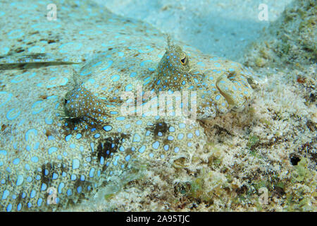 Peacock passera pianuzza Pesce (Bothus lunatus) mimetizzata di sabbia sul fondo del mare dei Caraibi Foto Stock