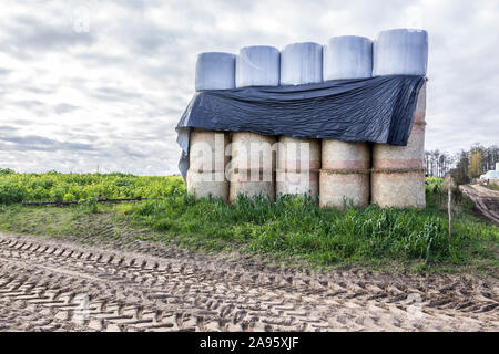 Balle cilindriche di silo si trovano al di sopra delle balle di paglia,che sono chiusi dalla pioggia con un film plastico. Industrial dairy farm. Podlasie, Polonia. Foto Stock