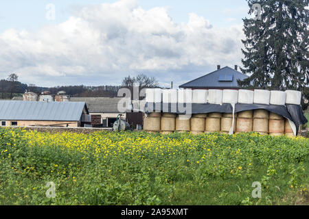 Le balle di silo si trovano al di sopra delle balle di paglia che sono chiusi dalla pioggia da una membrana.contro lo sfondo di una fattoria di caseificio. Podlasie, Polonia. Foto Stock