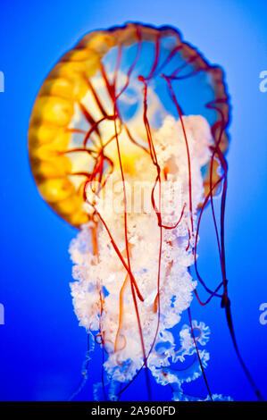 Mare Ortica Chrysaora Fuscescens jelly fish in Vancouver Aquarium Foto Stock