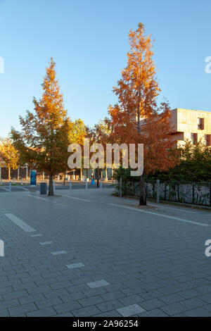 Dawn redwood (Metasequoia glyptostroboides) urban alberi in autunno, New Cross, London SE14 Foto Stock