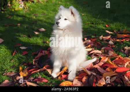 Samoiedo cucciolo sul prato in autunno Foto Stock