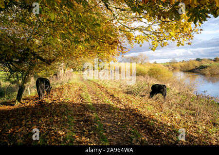 Autunno in luce il Riverside Walk, Beningbrough Hall, North Yorkshire, Regno Unito Foto Stock