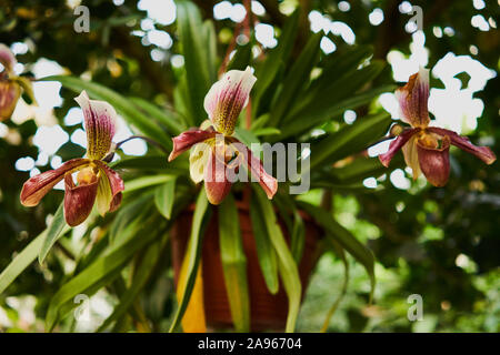 19-10-27 Prague-Botanic Garden Na Slupi-0001-orchidea-bel fiore Foto Stock