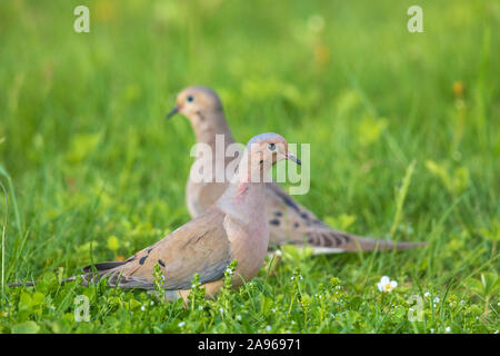 Lutto colombe in Wisconsin settentrionale. Foto Stock