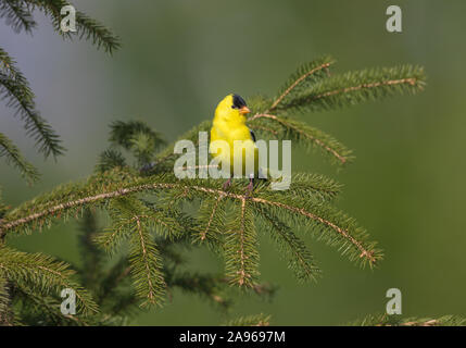 American maschio cardellino appollaiato in un abete bianco tree. Foto Stock