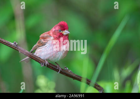 Viola maschio finch in Wisconsin settentrionale. Foto Stock