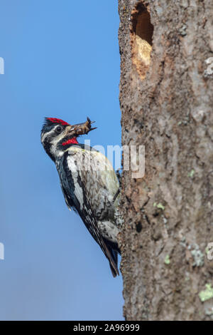 Maschio a becco giallo sapsucker portando cibo ai suoi nidiacei. Foto Stock