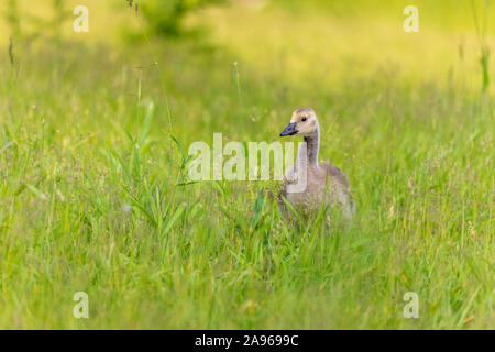 Canada Goose - gosling alimentazione in Wisconsin settentrionale campo. Foto Stock