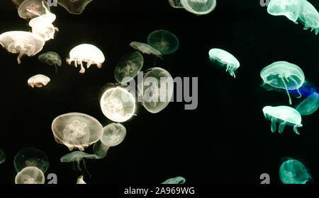 Medusa in un acquario Foto Stock