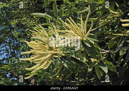 Infiorescenze o amenti di castagno in piena fioritura Foto Stock