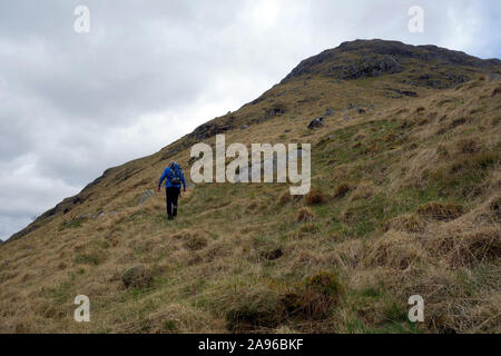 Lone uomo salire erba sul Monte scozzese Corbett Stob Dubh (Beinn Ceitein) in Glen Etive, Highlands scozzesi, Scotland, Regno Unito. Foto Stock