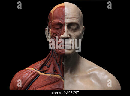 Il corpo umano i muscoli anatomia struttura di un maschio, vista frontale e vista laterale prospettica , 3D render Foto Stock