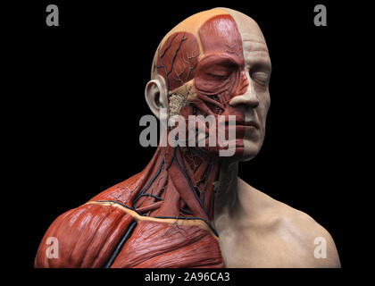 Il corpo umano i muscoli anatomia struttura di un maschio, vista frontale e vista laterale , prospettive realistiche in 3D render Foto Stock